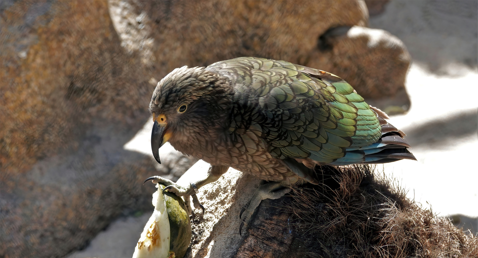 Kea