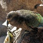 Kea