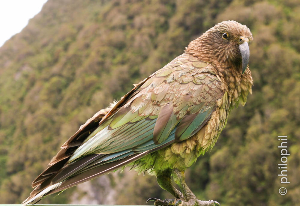 Kea