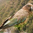 Kea