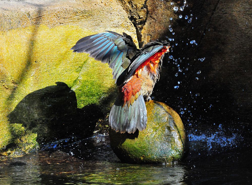 Kea beim Baden II