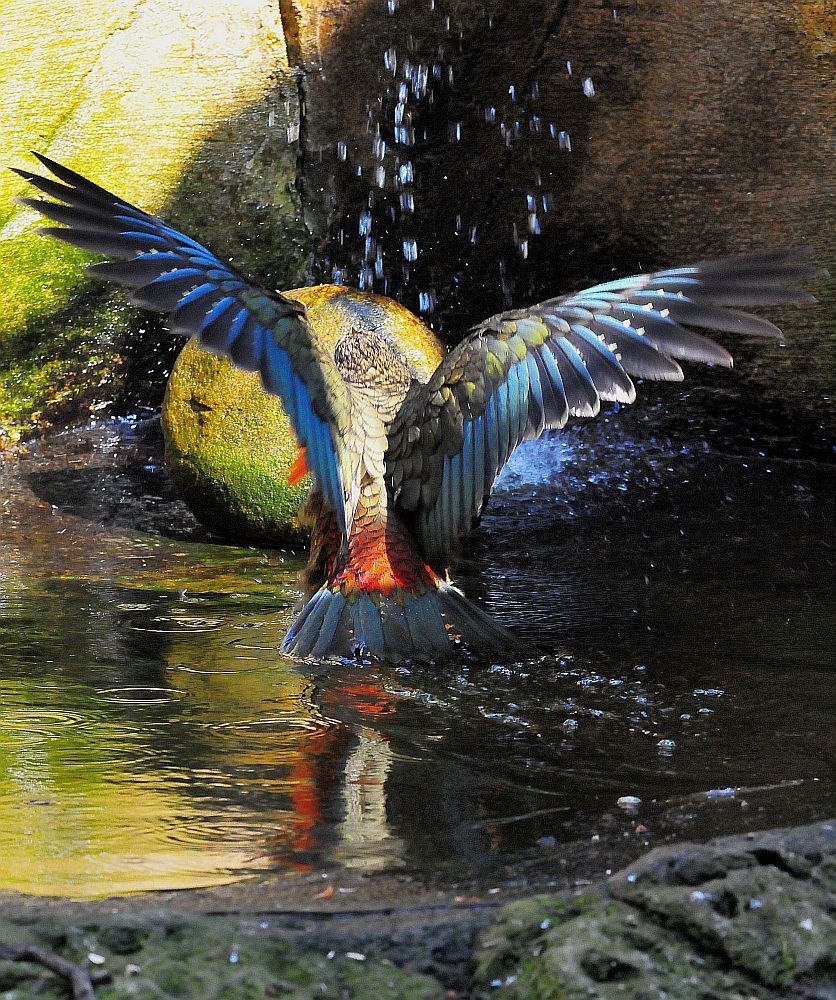 Kea beim Baden III