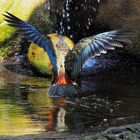 Kea beim Baden III