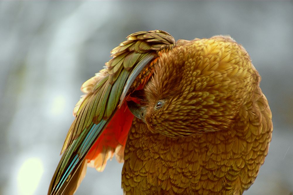 Kea beim Homer Tunnel - Milford Sound - Neuseeland