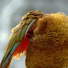 Kea beim Homer Tunnel - Milford Sound - Neuseeland