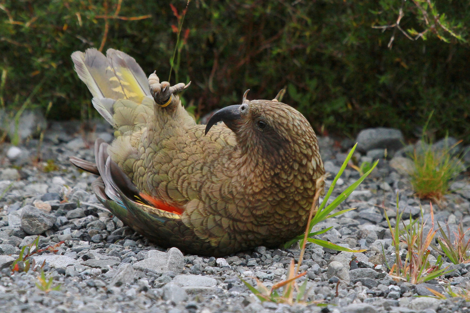 Kea beim Spielen