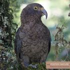 Kea - Bergpapagei auf Neuseeland