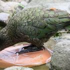 Kea - Bergpapagei