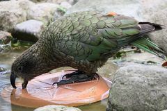 Kea - Bergpapagei