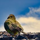 Kea - Bergpapagei