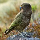 Kea - Bergpapagei Neuseelands