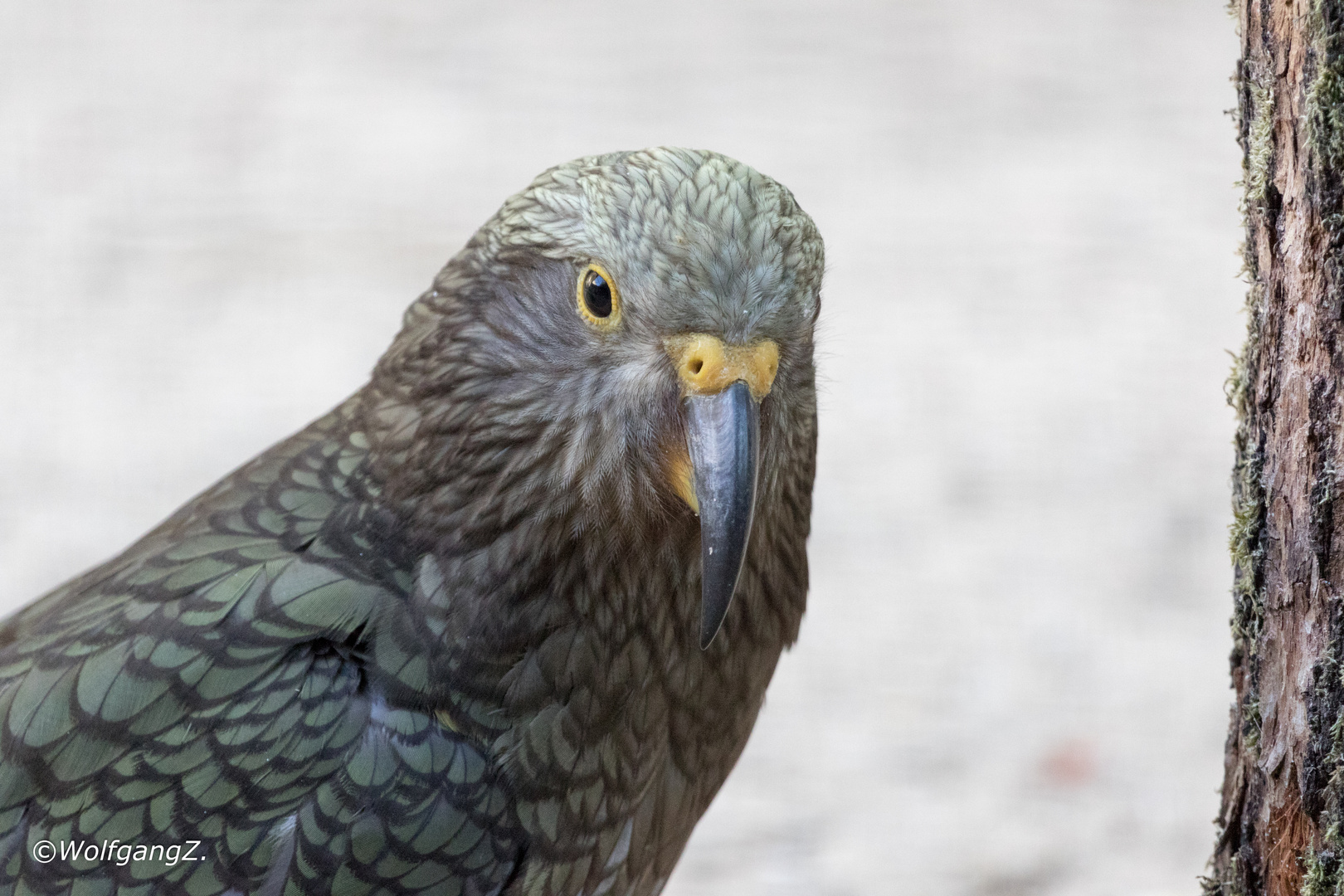 Kea