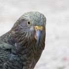 Kea