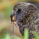 Kea