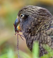 Kea