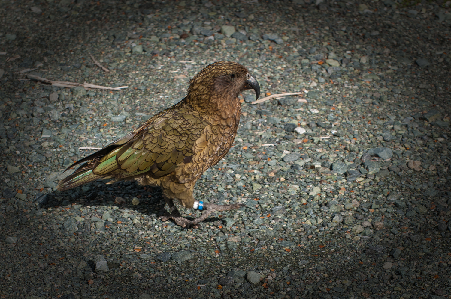 Kea 