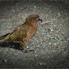 Kea 