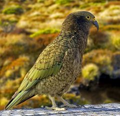 KEA \\\\