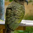 Kea