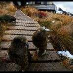 Kea