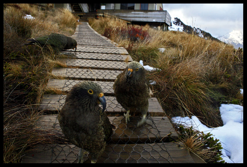 Kea