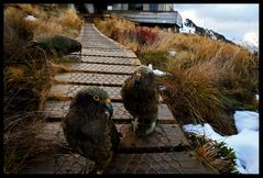 Kea