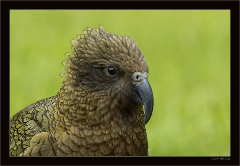 Kea