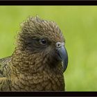 Kea