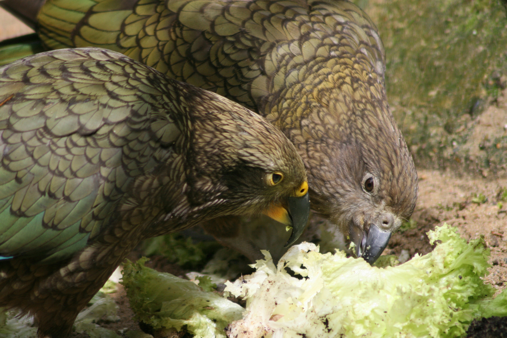 Kea