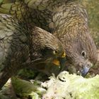 Kea