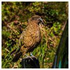 Kea