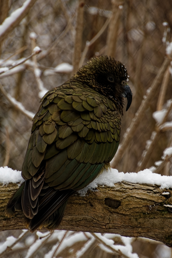 Kea 