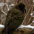 Kea 