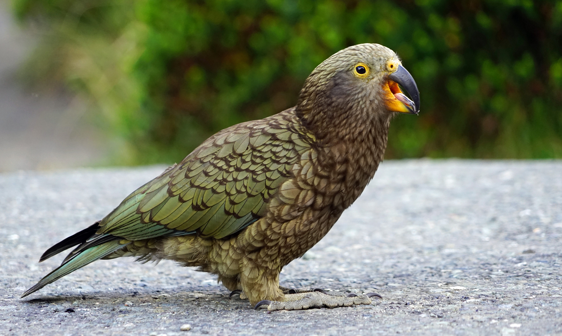 KEA