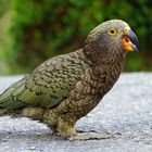 KEA