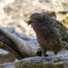 Kea