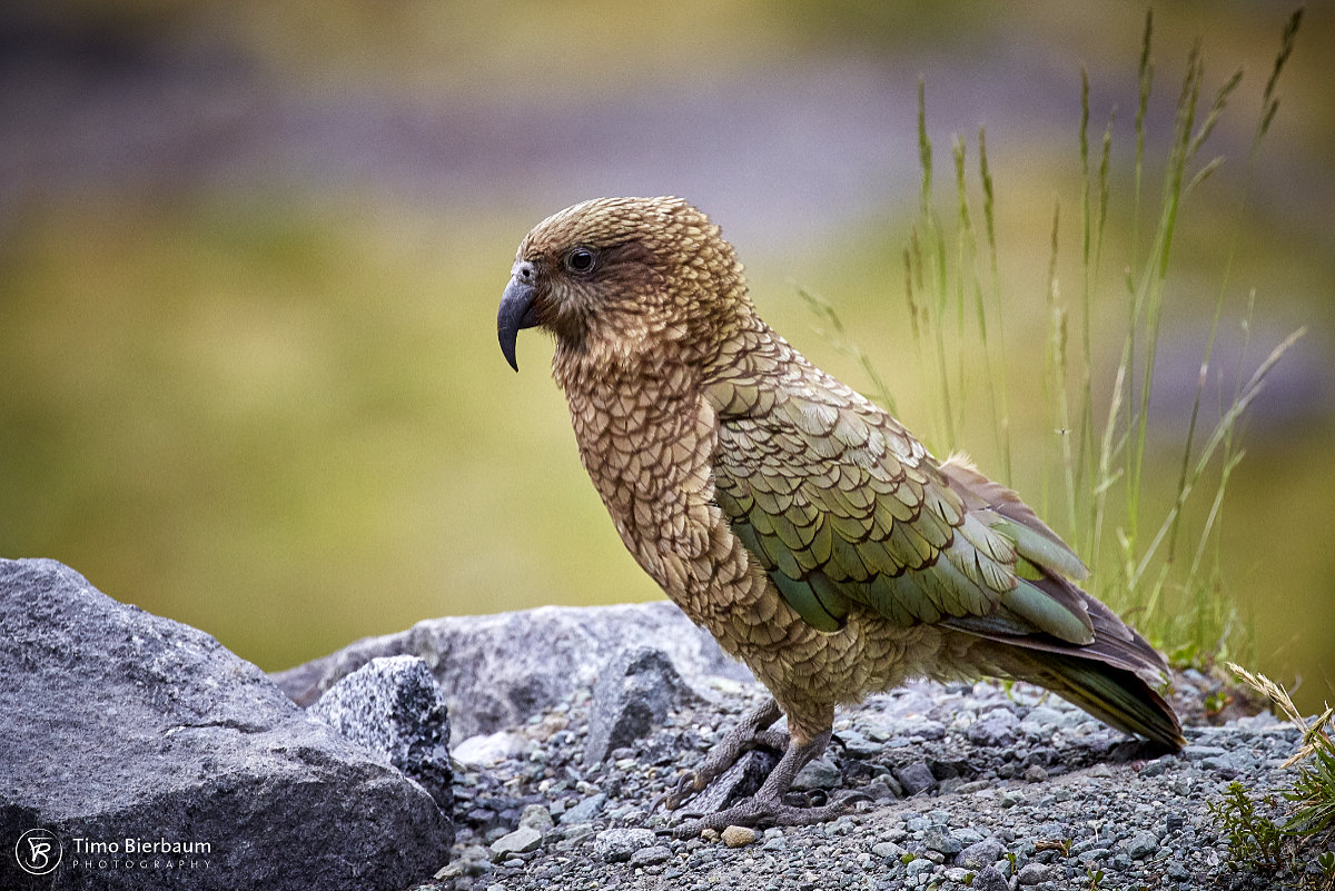 Kea Foto & Bild tiere, wildlife, wild lebende vögel Bilder auf
