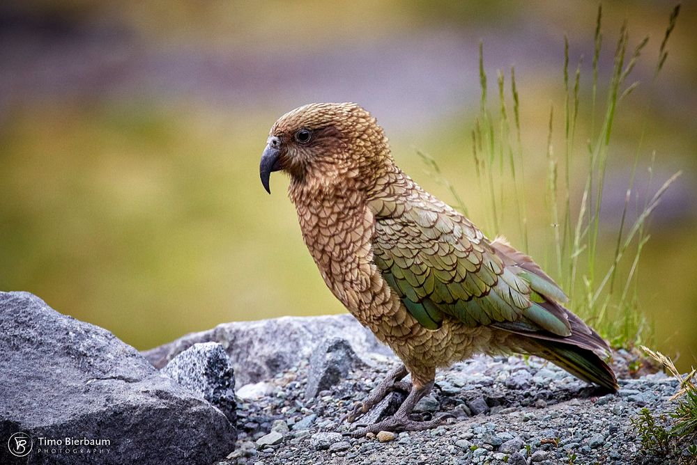 Kea Foto & Bild tiere, wildlife, wild lebende vögel Bilder auf