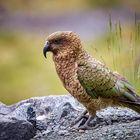 Kea