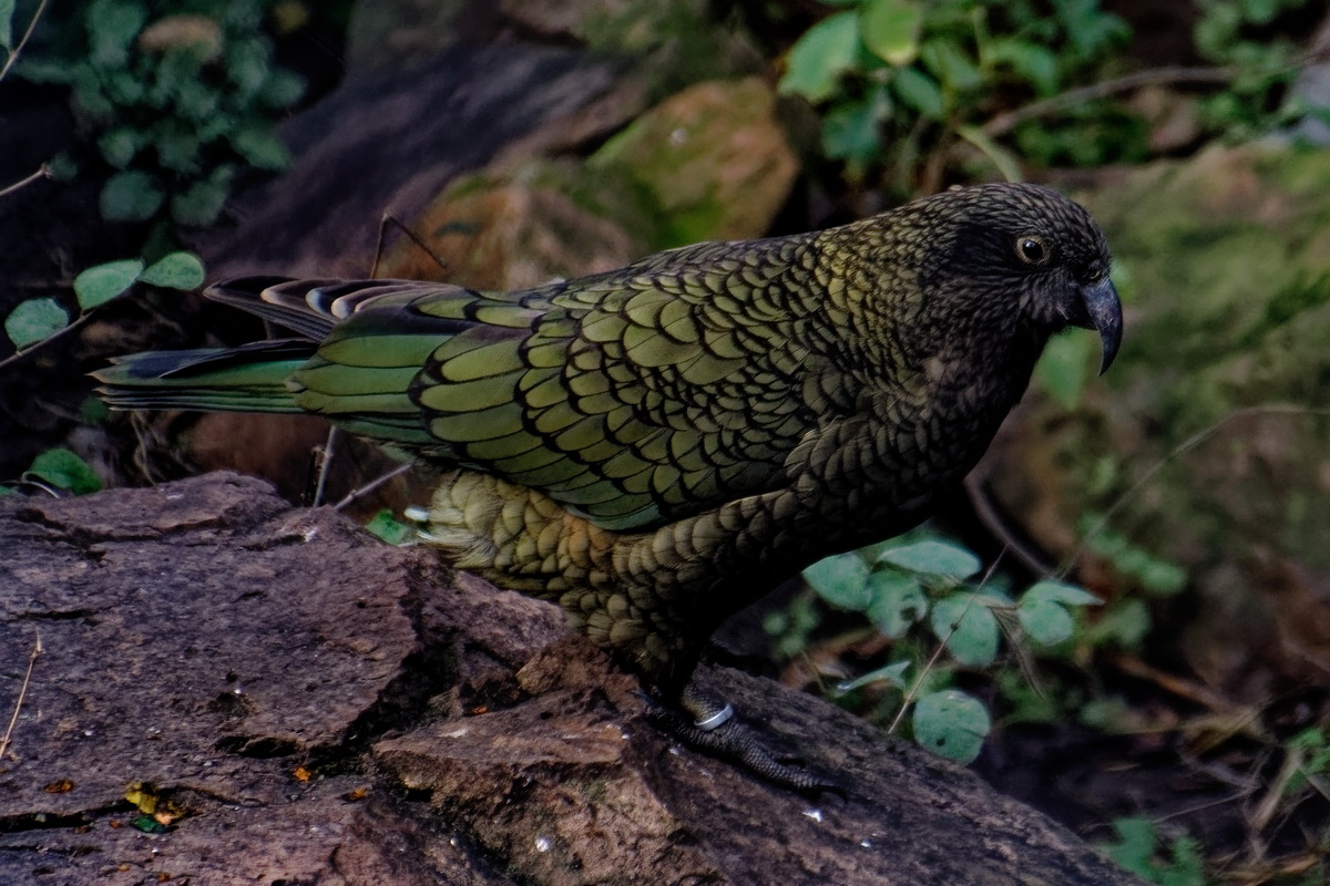 Kea