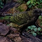 Kea