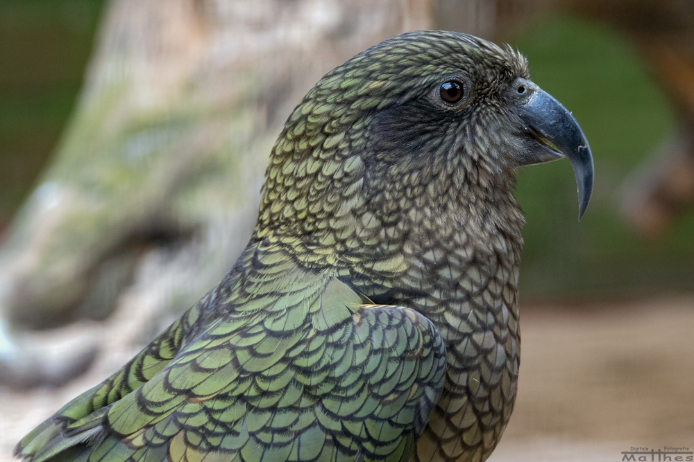 Kea