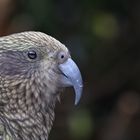 Kea, der freche Bergpapagei