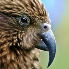 Kea - der Gebirgspapagei