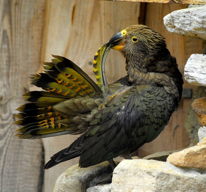 KEA