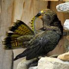 KEA