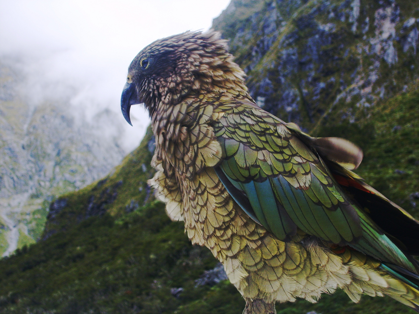 KEA