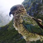 KEA