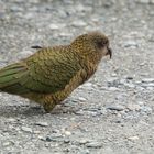 KEA