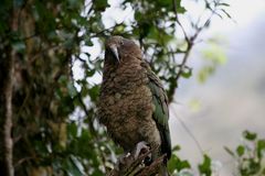 Kea